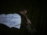 Pseudoclitocybe expallens image