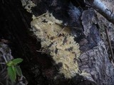 Amphinema byssoides image