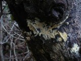 Amphinema byssoides image