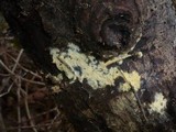 Amphinema byssoides image