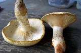 Neolentinus lepideus image