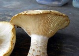 Neolentinus lepideus image