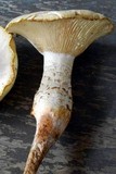 Neolentinus lepideus image