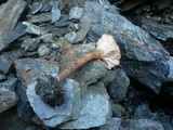 Pseudoomphalina compressipes image