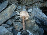 Pseudoomphalina compressipes image