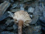 Pseudoomphalina compressipes image
