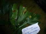 Puccinia bornmuelleri image