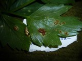 Puccinia bornmuelleri image