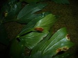 Puccinia bornmuelleri image