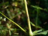 Puccinia punctata image