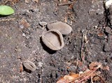 Helvella macropus var. brevis image