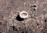 Helvella macropus image