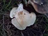 Omphalotus nidiformis image