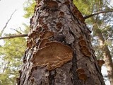 Phellinus chrysoloma image