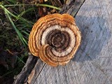 Gloeophyllum sepiarium image