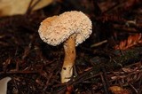 Hydnum oregonense image