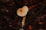 Hydnum oregonense image