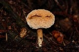Hydnum oregonense image