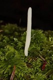 Clavaria acuta image