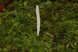 Clavaria acuta image