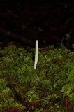 Clavaria acuta image