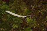 Clavaria acuta image
