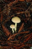 Rhodocollybia maculata var. scorzonerea image