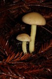 Rhodocollybia maculata image