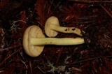 Rhodocollybia maculata var. scorzonerea image