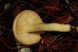 Rhodocollybia maculata var. scorzonerea image