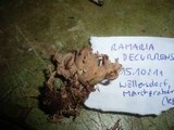 Ramaria decurrens image