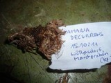 Ramaria decurrens image
