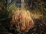 Ramaria flavobrunnescens image