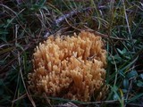 Ramaria flavobrunnescens image