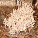 Ramaria botrytis image
