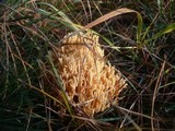 Ramaria flavobrunnescens image