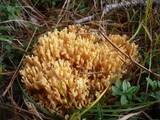Ramaria flavobrunnescens image