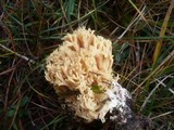 Ramaria flavobrunnescens image
