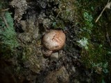 Rhizopogon roseolus image