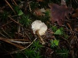 Rhodocybe caelata image