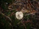 Rhodocybe parilis image