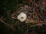 Rhodocybe parilis image