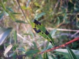 Rhytisma salicinum image