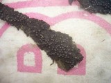 Rosellinia aquila image