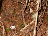 Ramaria botrytis image