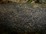 Rosellinia aquila image