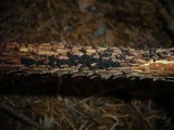 Rosellinia thelena image