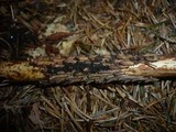 Rosellinia thelena image