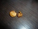 Chalciporus pseudorubinus image