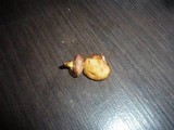 Chalciporus pseudorubinus image